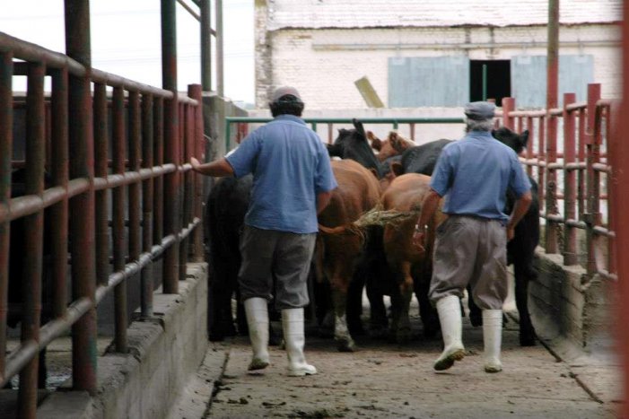 Recuperada Frigocarne: “Los empresarios de la carne nos quieren fuera del mercado”
