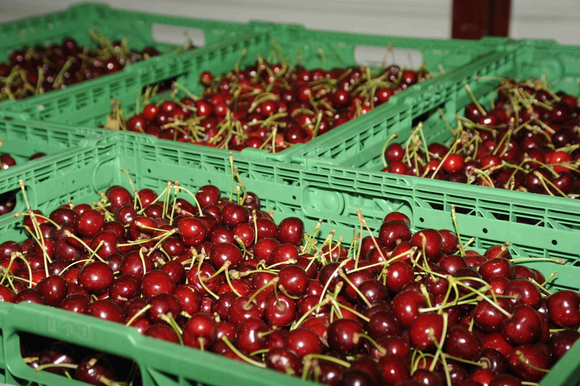 Cooperativa chubutense exporta cerezas a China