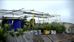 El rockstar del cultivo doméstico: ¿Quién es Carlos Briganti?
