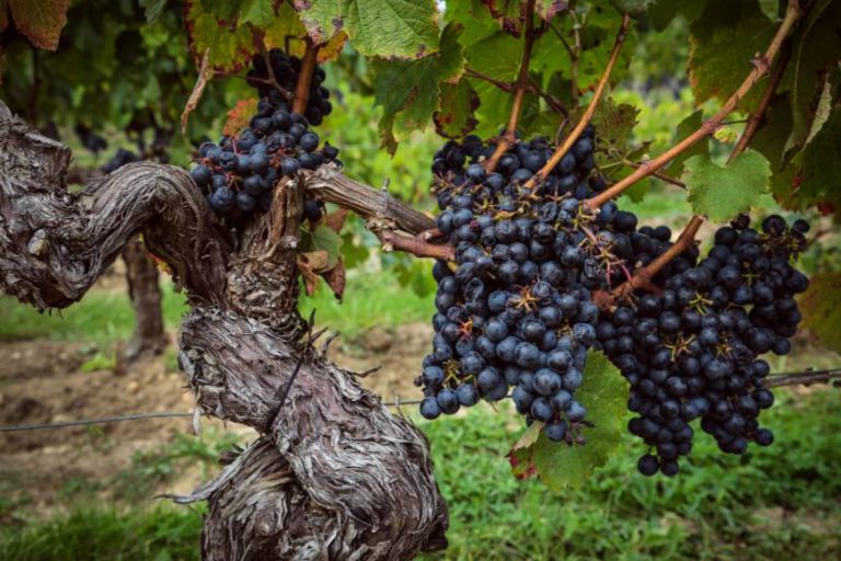 consumo de vino en Argentina
