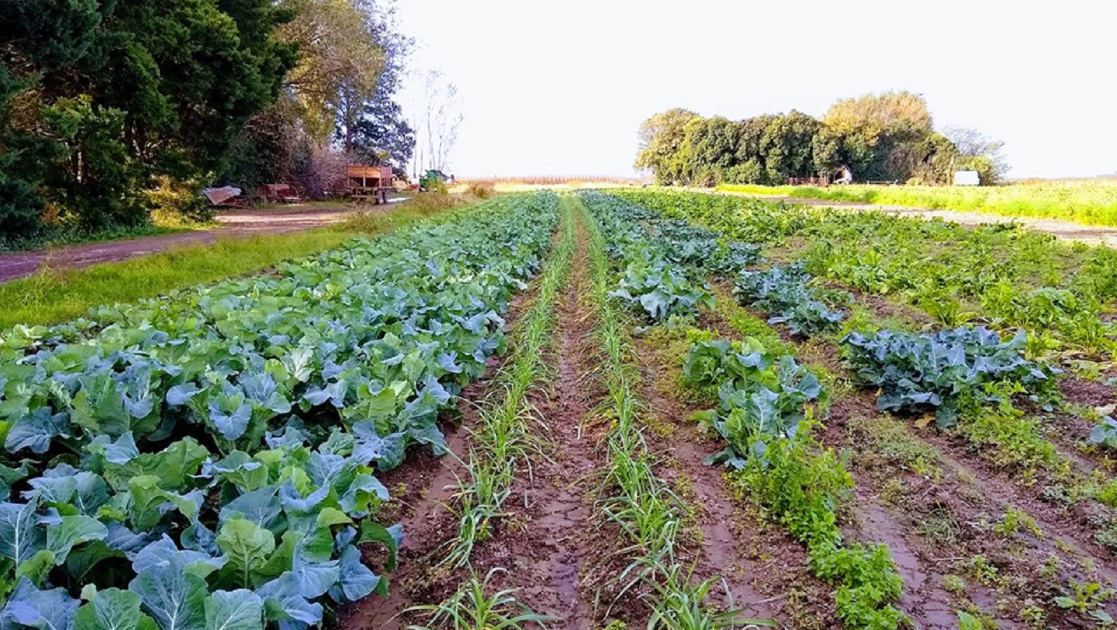 Córdoba: Lanzan la mesa agroalimentaria regional