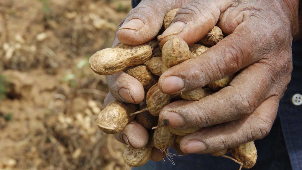 Uno de cada tres habitantes afirma no alimentarse saludablemente