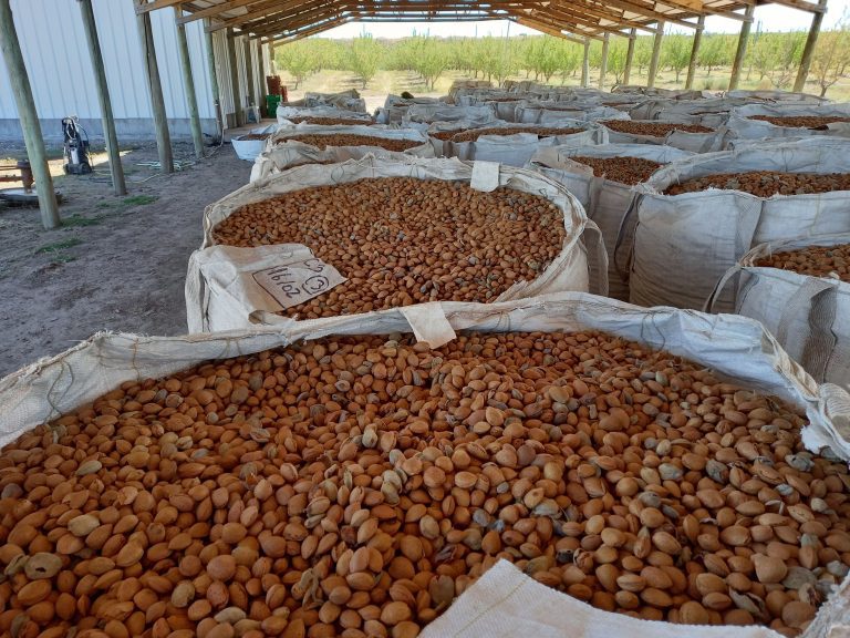 La Pampa: productores de almendras conformarán una cooperativa