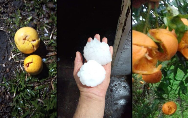 Temporal en Corrientes y Entre Ríos arrasó con la producción de frutas