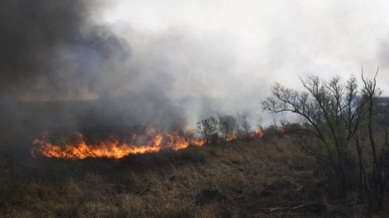 El CELS denunció que los incendios de humedales del Delta son provocados por sectores empresarios