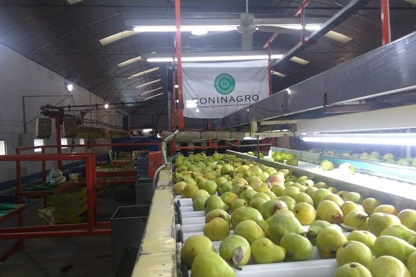 Exportación de peras y manzanas argentinas: se retrasan las operaciones por la inestabilidad del dólar
