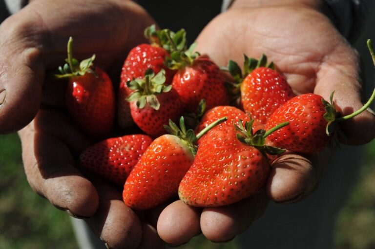 Desafíos Productivos, la cooperativa chaqueña que da frutillas para yogures de Danone y La Serenísima