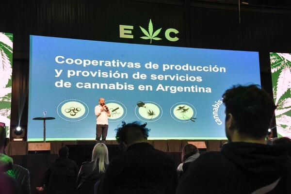 Ley de Cannabis Medicinal y Cáñamo Industrial: en el último año se conformaron 30 cooperativas de semillas en el país