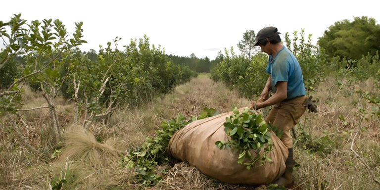Gobierno de Misiones otorgará préstamos a cooperativas para destrabar conflicto en producción de yerba mate