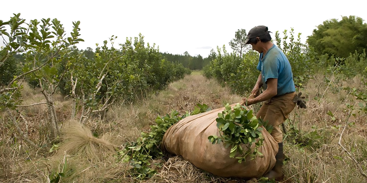 Gobierno de Misiones otorgará préstamos a cooperativas para destrabar conflicto en producción de yerba mate