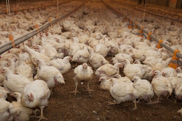 El Gobierno pone en marcha el subsidio para productores avícolas pero el sector mira con dudas la medida
