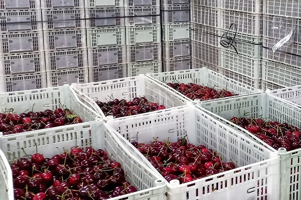 exportaciones cerezas argentina