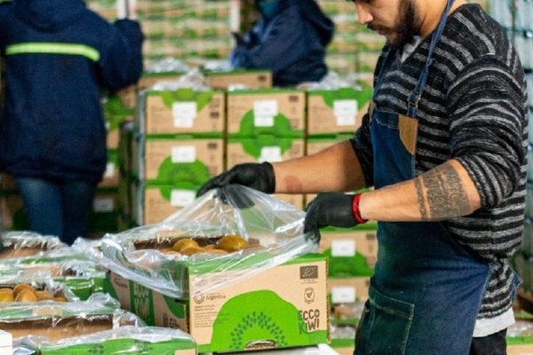 Uno de los mejores kiwis del mundo es argentino y lo produce una cooperativa