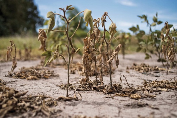 Coninagro | Economías regionales: casi 6 de cada diez productores están en crisis por la sequía