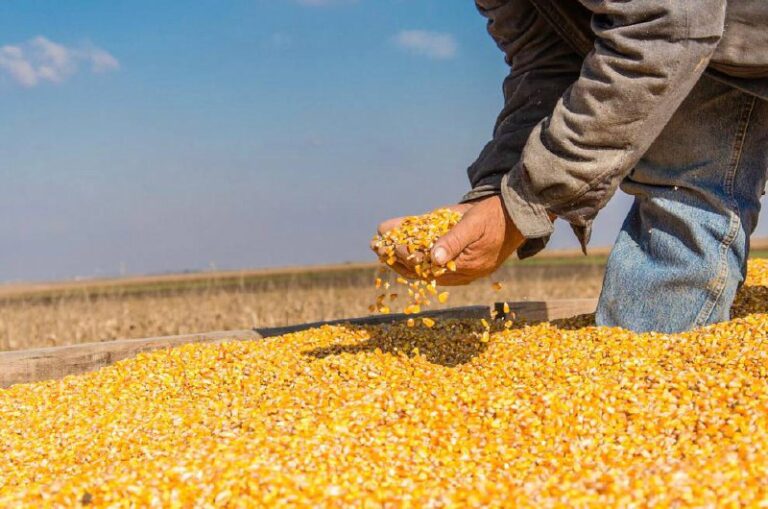 La Mesa de Carnes, en contra de las nuevas medidas de intervención al maíz