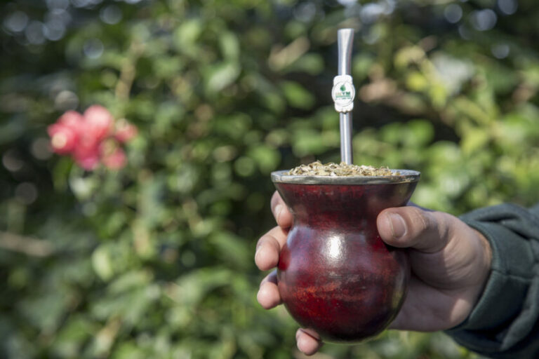 yerba mate