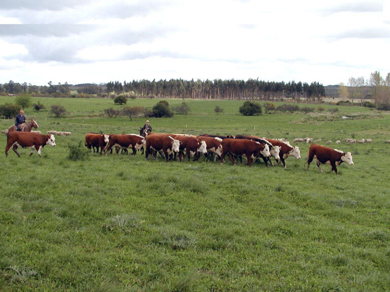 Preocupación en las cooperativas bovinas por el atraso del precio de la carne